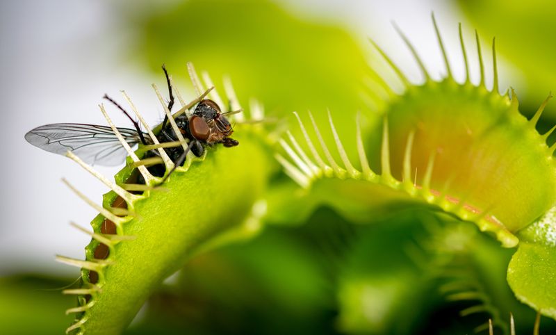 Venus Flytrap