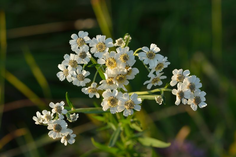 Sneezewort Yarrow
