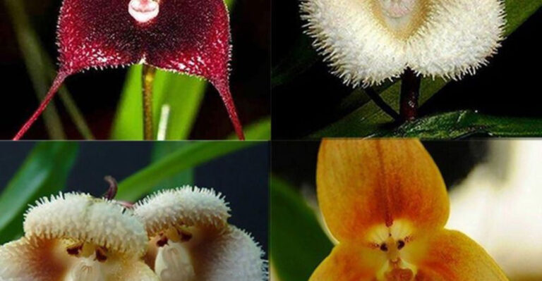 Flowers with the Funniest Common Names