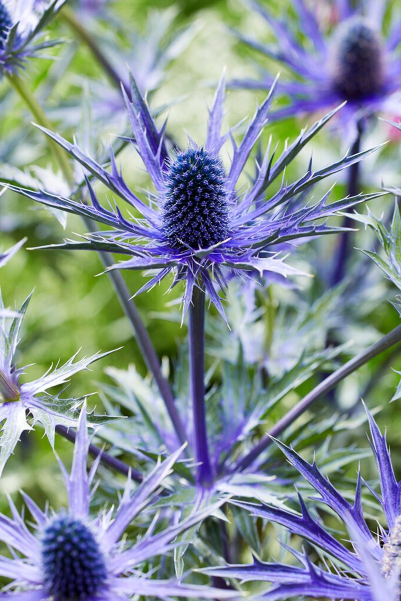 Sea Holly