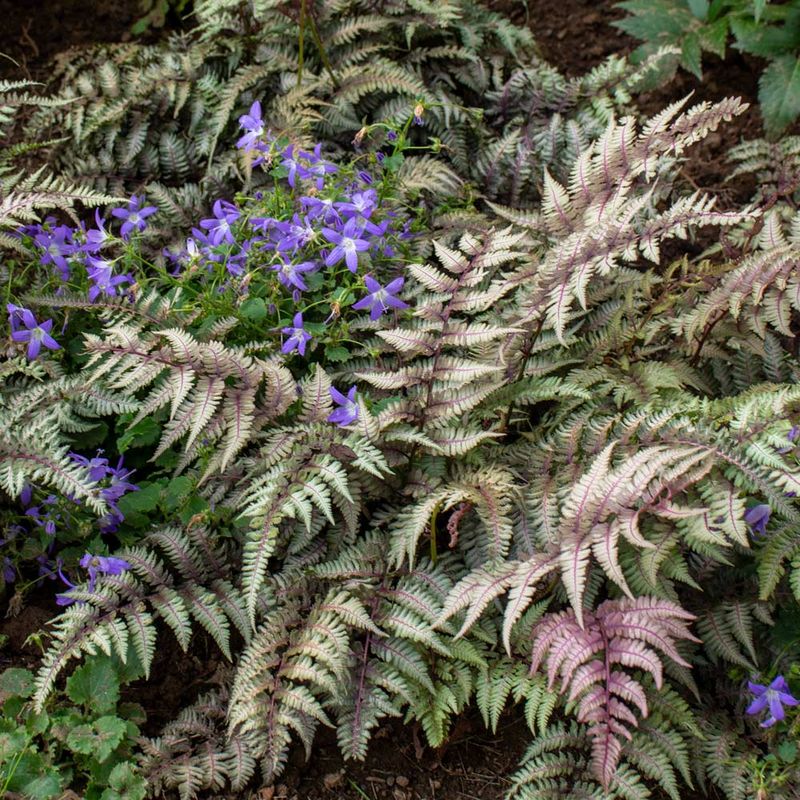 Japanese Painted Fern