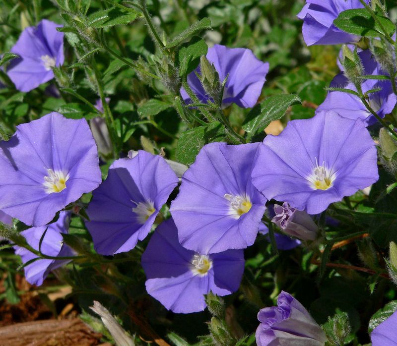 Ground Morning Glory (Convolvulus sabatius)