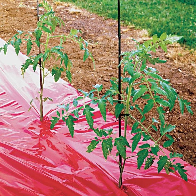 Using Red Plastic Mulch