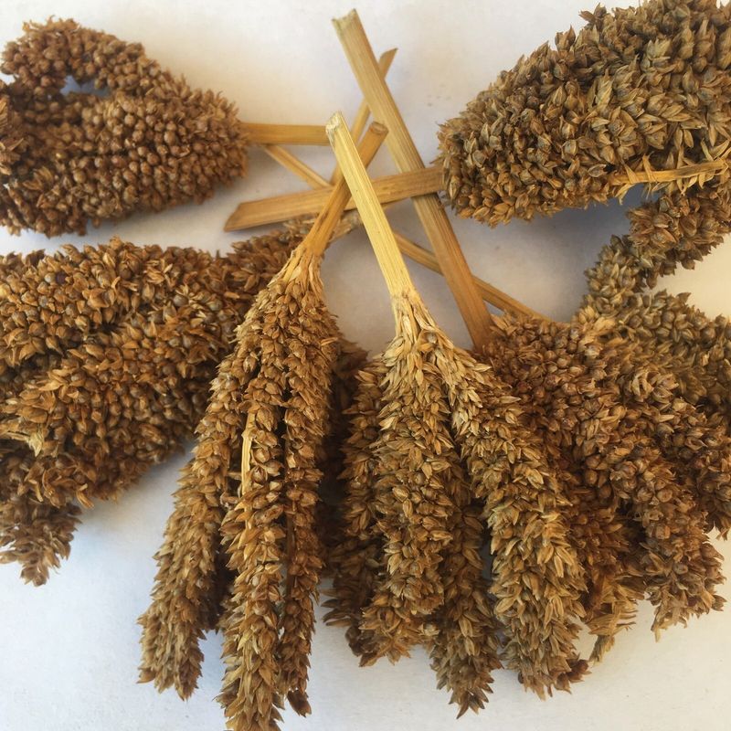 Ragi (Finger Millet)