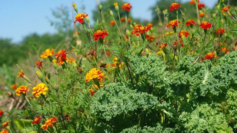 Neglecting Sunlight Requirements