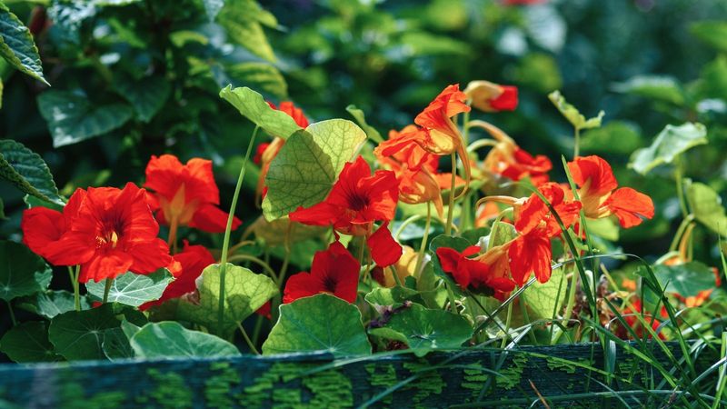 Nasturtium