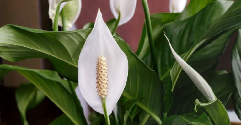 Forget the Hose: 18 Plants That Thrive on Neglect