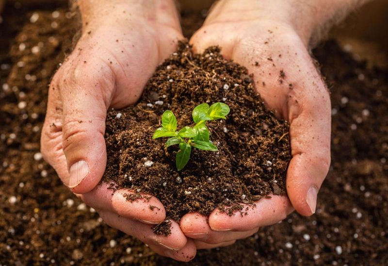 Neglecting Soil pH Compatibility