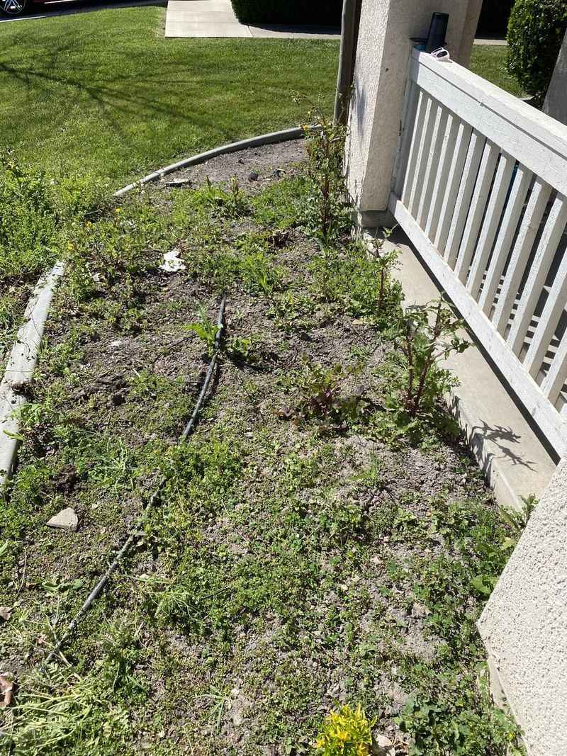 Letting Weeds Take Over