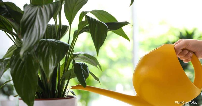 Not Monitoring Water Quality