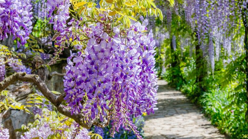 Wisteria
