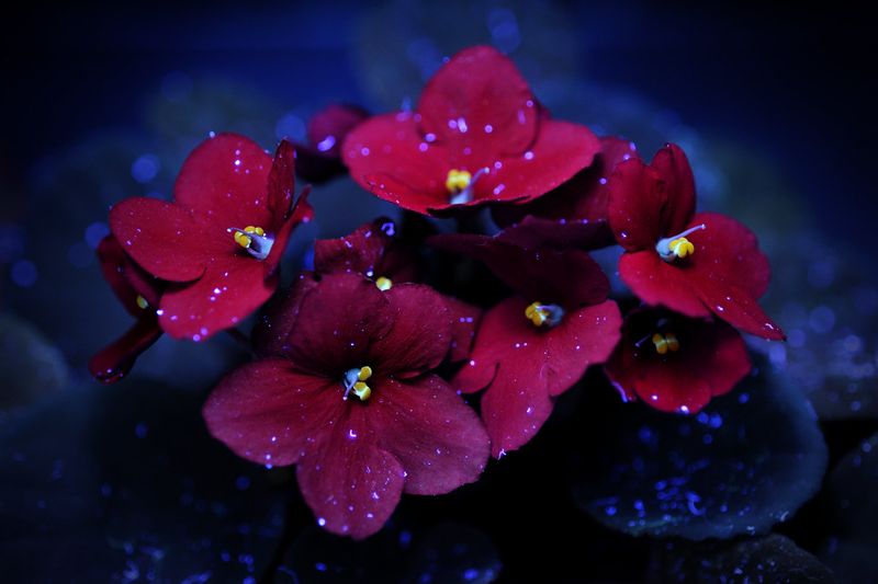 African Violets (Saintpaulia)