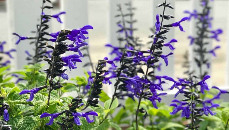 Salvia