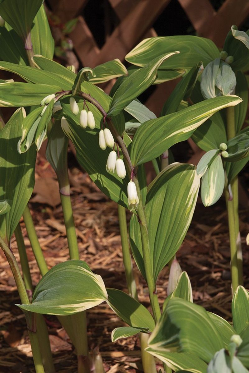 Solomon's Seal Variegata