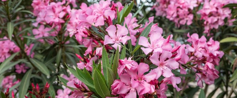 Oleander