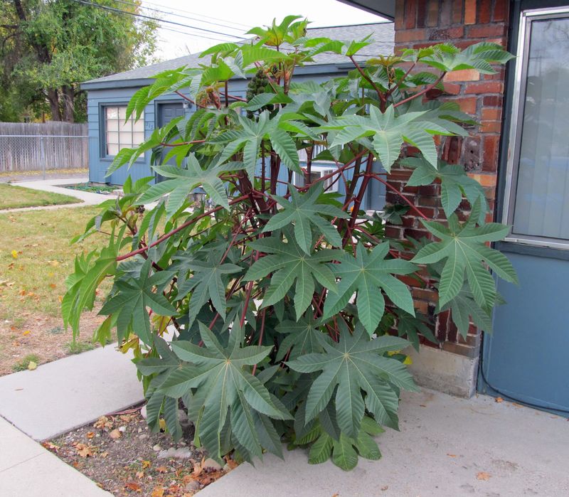 Castor Bean
