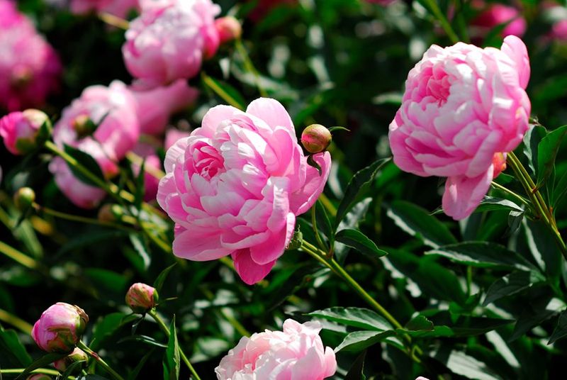 Peonies (Paeonia lactiflora)