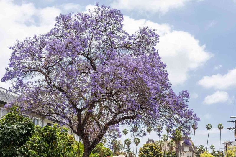Jacaranda (Jacaranda mimosifolia)