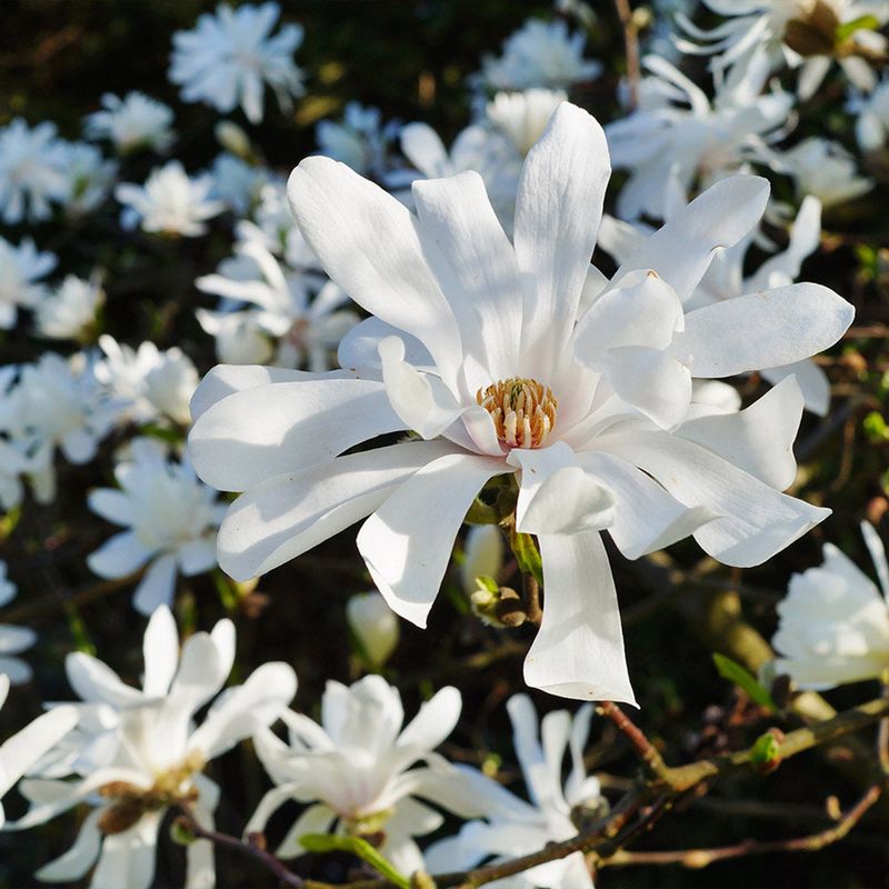 Star Magnolia (Magnolia stellata)