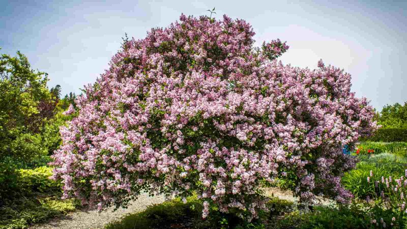 Lilac Tree (Syringa reticulata)