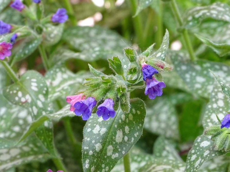 Lungwort