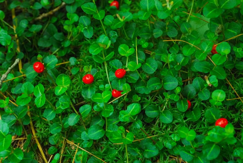 Partridgeberry (Mitchella repens)