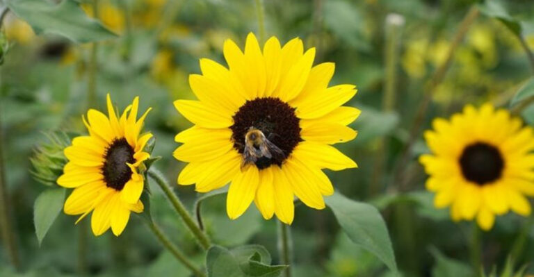 From Bland to Blooming: Easy Ways to Add Color to a Dull Garden