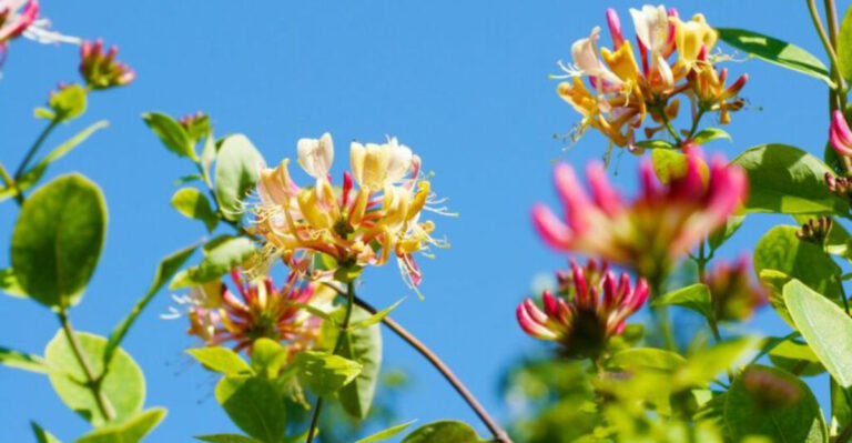 From Grass to Glory: Turn Your Lawn into a Pollinator Paradise