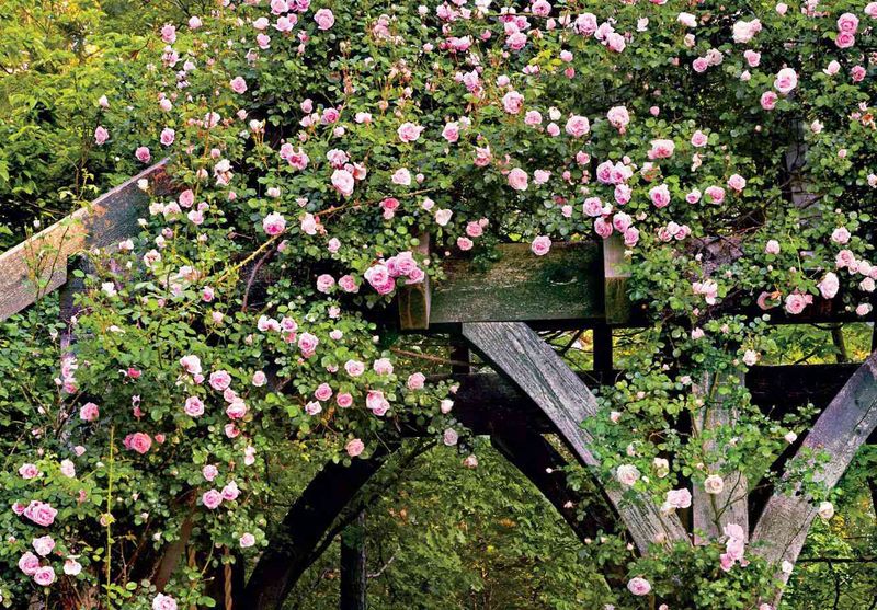 Climbing Roses