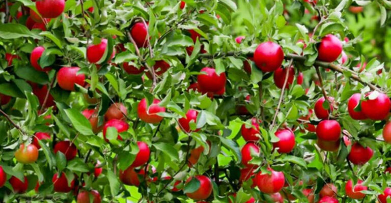 Fruit Trees for Small Yards: 12 Dwarf Varieties