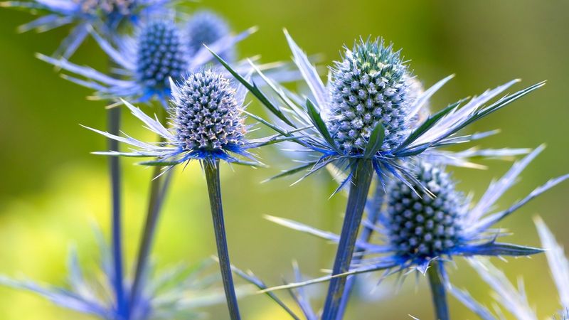 Sea Holly