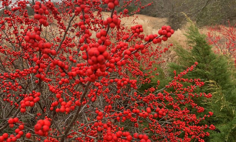 Winterberry