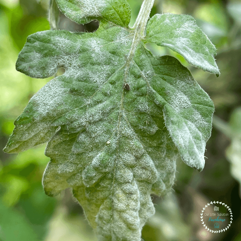 Powdery Mildew