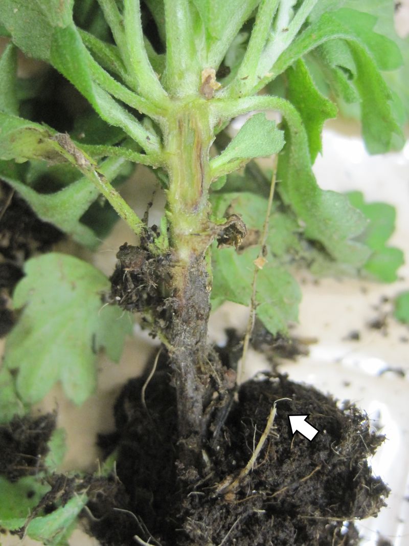 Root Rot (Pythium, Phytophthora)