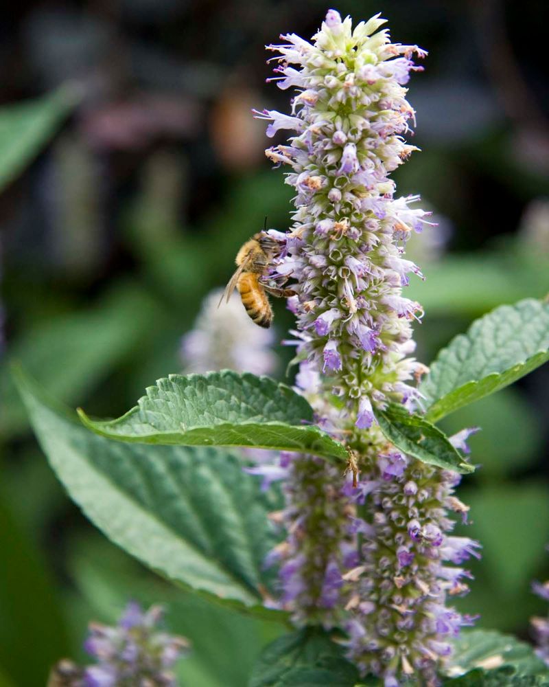 Anise Hyssop