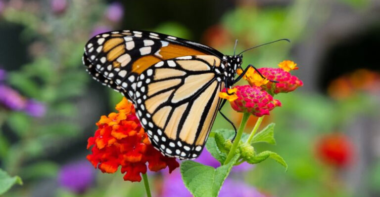 Garden Ecosystems: How to Build a Natural Food Web