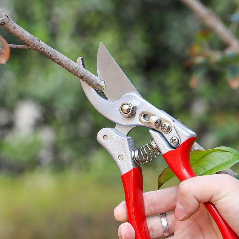 Pruning Shears