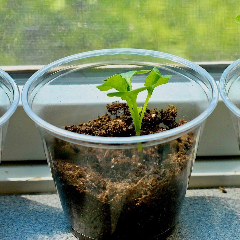 Seasonal Planting Ritual