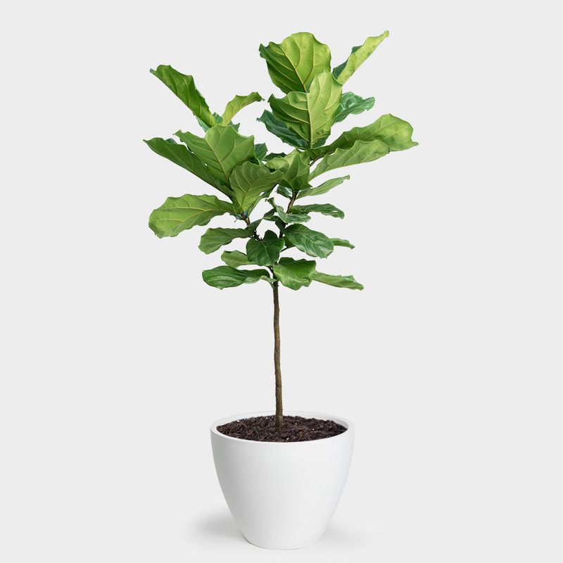 Fiddle Leaf Fig