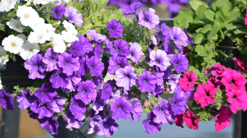 Petunias (Wave & SuperTunia varieties)