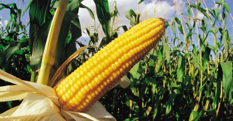 Gardening for Southern Comfort Foods: Must-Grow Crops and Herbs