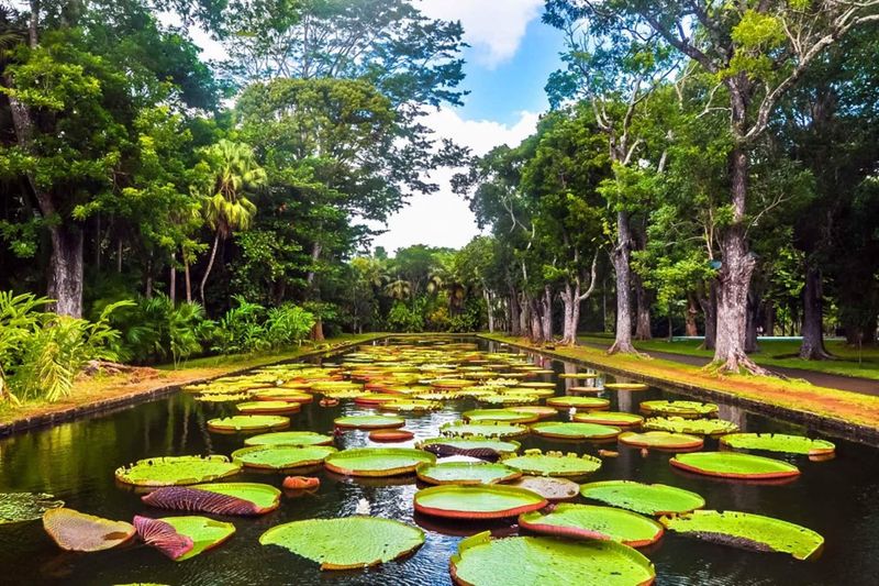 Pamplemousses Botanical Garden, Mauritius