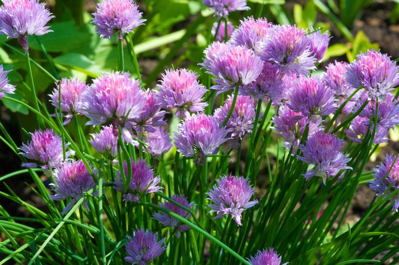 Chives