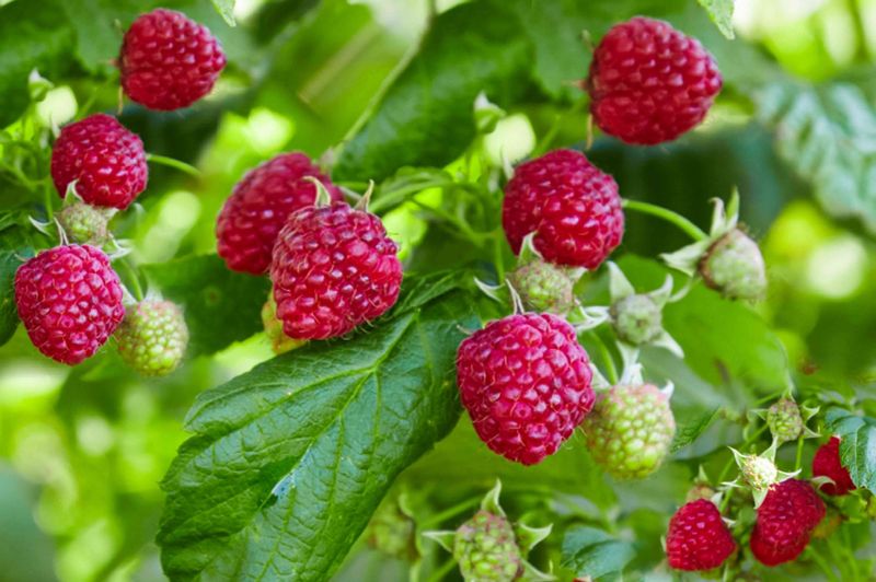 Raspberries Share Devastating Viruses