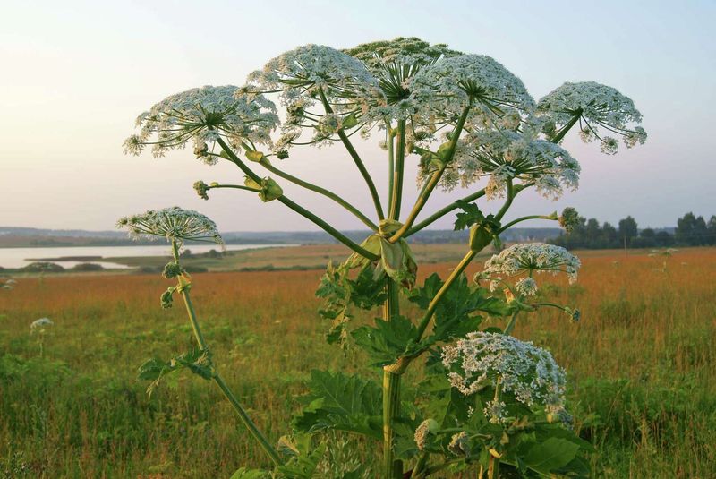 Giant Hogweed