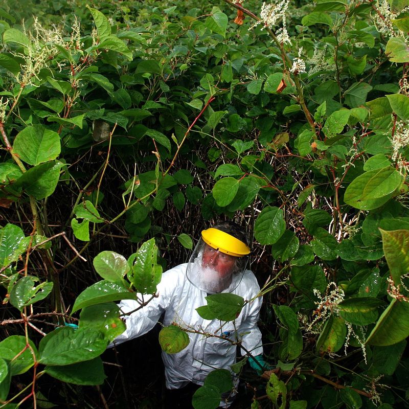 Japanese Knotweed