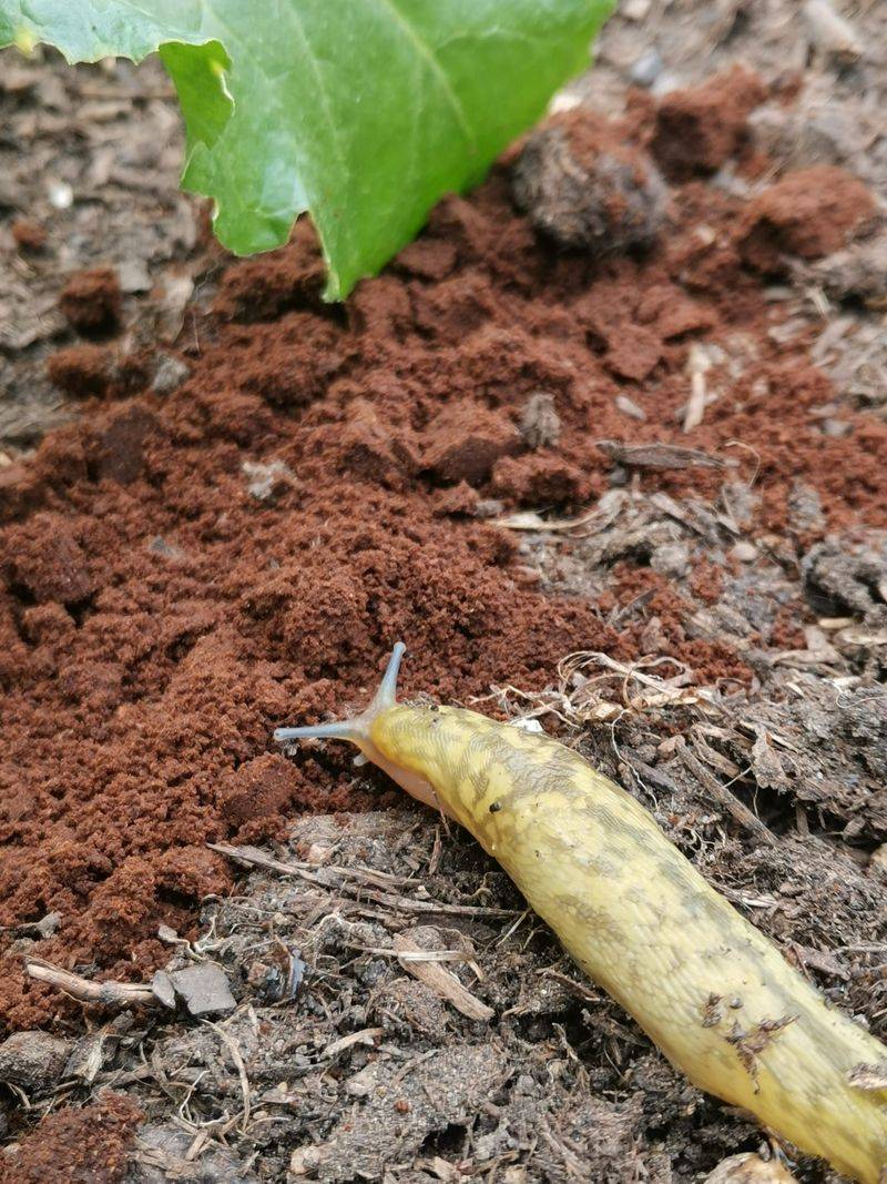 Coffee Grounds Barrier