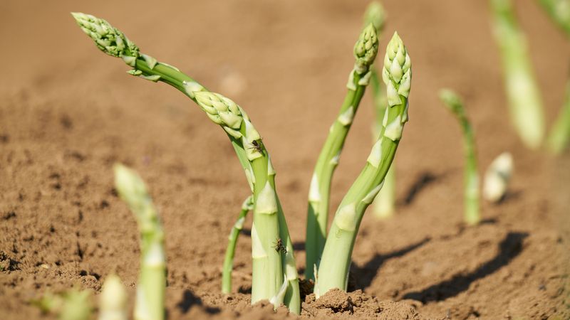 Asparagus and Onions