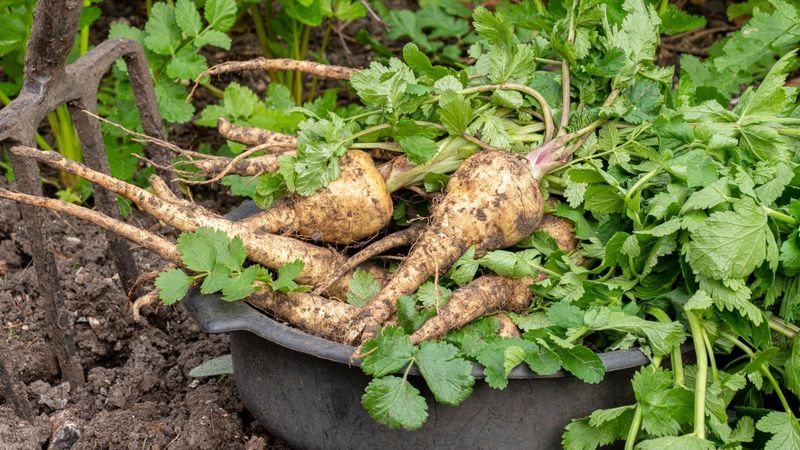 Carrots and Parsnips