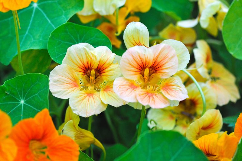 Nasturtiums